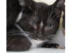 Adopt Jinxy a All Black Domestic Shorthair / Domestic Shorthair / Mixed cat in