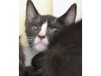 Adopt Jules a All Black Domestic Shorthair / Domestic Shorthair / Mixed cat in