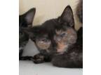Adopt Jaimie a All Black Domestic Shorthair / Domestic Shorthair / Mixed cat in