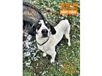 Adopt Freddy a White Hound (Unknown Type) / Mixed dog in Millersburg