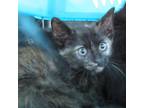 Adopt Esmeralda a All Black Domestic Mediumhair / Domestic Shorthair / Mixed cat