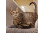 Adopt Jon Jon a Brown or Chocolate Domestic Shorthair / Domestic Shorthair /