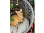 Adopt Stacie a Orange or Red Domestic Shorthair / Domestic Shorthair / Mixed cat