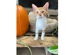 Adopt Stedman a Orange or Red Domestic Shorthair / Domestic Shorthair / Mixed