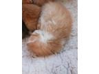 Adopt Stevie a Orange or Red Domestic Shorthair / Domestic Shorthair / Mixed cat