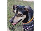 Adopt PUNITA (Oman, yo) a Black - with Tan, Yellow or Fawn Saluki / Terrier