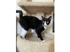 Adopt Oreo a Spotted Tabby/Leopard Spotted Domestic Shorthair / Mixed cat in