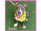 Adopt JAYDEN a Gray/Silver/Salt & Pepper - with White Mixed Breed (Medium) /