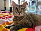 Adopt Custer a Brown Tabby Domestic Shorthair (short coat) cat in Cincinnati