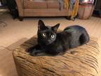 Adopt Geoffrey a All Black Bombay (short coat) cat in Chattanooga, TN (35907160)