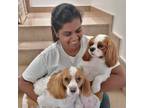 Experienced Pet Sitter in Scarborough, Ontario - Trustworthy and Reliable Care