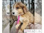 Nova Scotia Duck Tolling Retriever-Poodle (Standard) Mix PUPPY FOR SALE