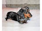 Dachshund PUPPY FOR SALE ADN-779565 - Standard and mini Dachshund young adult