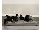 Doberman Pinscher PUPPY FOR SALE ADN-779661 - European Doberman pincher