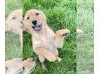 Golden Retriever PUPPY FOR SALE ADN-779668 - Jack