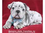 French Bulldog PUPPY FOR SALE ADN-779669 - Platinum lilac merle French Bulldog