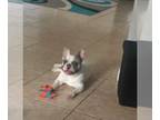 French Bulldog PUPPY FOR SALE ADN-779672 - neutered male French Bulldog