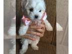 Maltese PUPPY FOR SALE ADN-779673 - Maltese