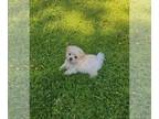 Maltese PUPPY FOR SALE ADN-779675 - Maltese