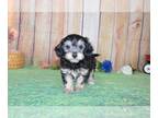 Poovanese PUPPY FOR SALE ADN-779676 - Havapoo Male 1