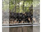 German Shepherd Dog PUPPY FOR SALE ADN-779701 - German Shepherd Litter of 12