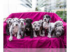 Great Dane PUPPY FOR SALE ADN-779705 - Adorable Great Dane pups for sale