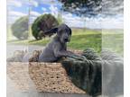 Great Dane PUPPY FOR SALE ADN-779707 - Bloom Great Dane puppy