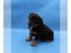 Rottweiler PUPPY FOR SALE ADN-779708 - Rottweiler pups FOR SALE