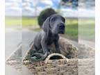 Great Dane PUPPY FOR SALE ADN-779710 - Great Dane