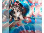 Poodle (Toy) Mix PUPPY FOR SALE ADN-779712 - Yorkipooyorkie
