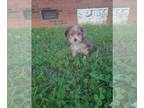 Poodle (Toy) Mix PUPPY FOR SALE ADN-779713 - Yorkipooyorkie