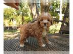 Poodle (Toy) PUPPY FOR SALE ADN-779716 - Mustard Apricot Toy Poodle Boy in
