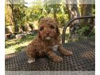 Poodle (Toy) PUPPY FOR SALE ADN-779719 - Mayo Red Toy Poodle Girl in Florida