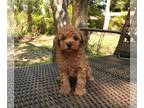 Poodle (Toy) PUPPY FOR SALE ADN-779720 - Ketchup Red Toy Poodle Girl in Florida