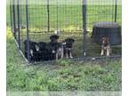 Shollie PUPPY FOR SALE ADN-779722 - German Shepherd Border Collie