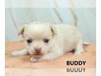 Chihuahua PUPPY FOR SALE ADN-779726 - AKC BUDDY