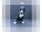 Great Dane PUPPY FOR SALE ADN-779727 - GREAT DANE PUPPIES 4 SALE