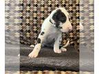 Great Dane PUPPY FOR SALE ADN-779727 - GREAT DANE PUPPIES COMING SOON