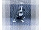Great Dane PUPPY FOR SALE ADN-779727 - GREAT DANE PUPPIES COMING SOON
