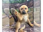 Anatolian Shepherd-Great Pyrenees Mix PUPPY FOR SALE ADN-779728 - Great Pyrenees