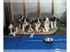 Saint Bernard PUPPY FOR SALE ADN-779730 - Saint Bernard Puppies