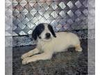 Jack-A-Poo PUPPY FOR SALE ADN-779733 - Jackapoo puppies