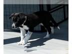 Border Collie PUPPY FOR SALE ADN-779742 - Border Collies for sale