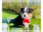 Australian Shepherd PUPPY FOR SALE ADN-779749 - Micah