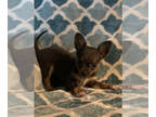 Chihuahua PUPPY FOR SALE ADN-779756 - Female Chihuahua Echo