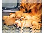 Golden Retriever PUPPY FOR SALE ADN-779760 - Three puppies remaining