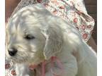 English Cream Golden Retriever PUPPY FOR SALE ADN-779761 - Beautiful AKC English