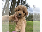 Bernedoodle (Miniature) PUPPY FOR SALE ADN-779773 - Teddy Bear Bernedoodles