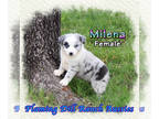 Miniature Australian Shepherd PUPPY FOR SALE ADN-779785 - Milena Mini Blue Bi
