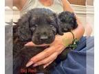 Golden Retriever-Goldendoodle Mix PUPPY FOR SALE ADN-779798 - F1B2 Goldendoodle